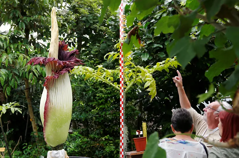 2016-07-28T120000Z-1275191859-D1BETSEETEAA-RTRMADP-3-BELGIUM-FLOWER