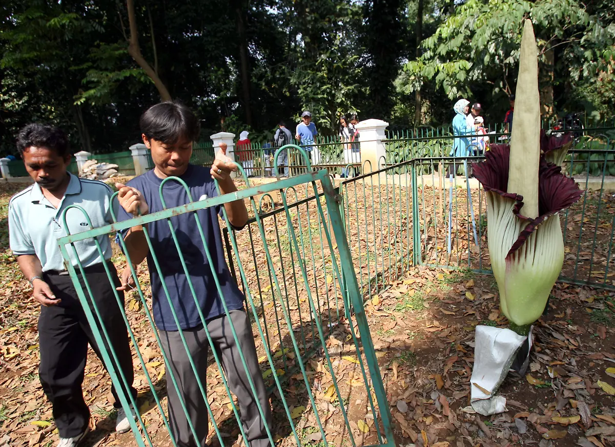 2006-07-08T120000Z-2035861724-PBEAHUNLICV-RTRMADP-3-TITAN-ARUM
