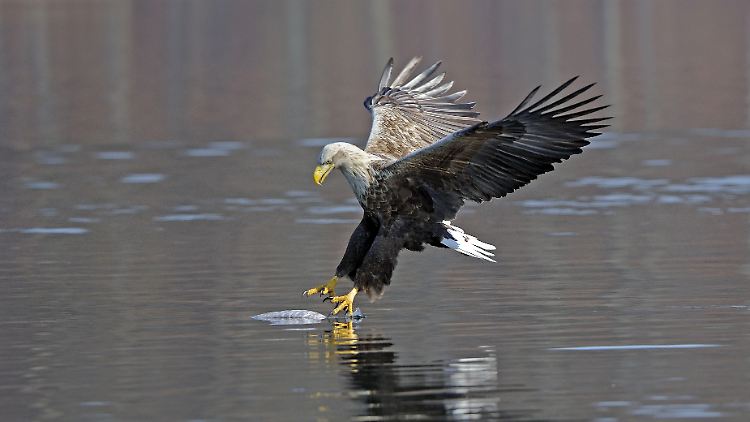 Raubvögel gehören zu den am stärksten bedrohten Wirbeltierarten.