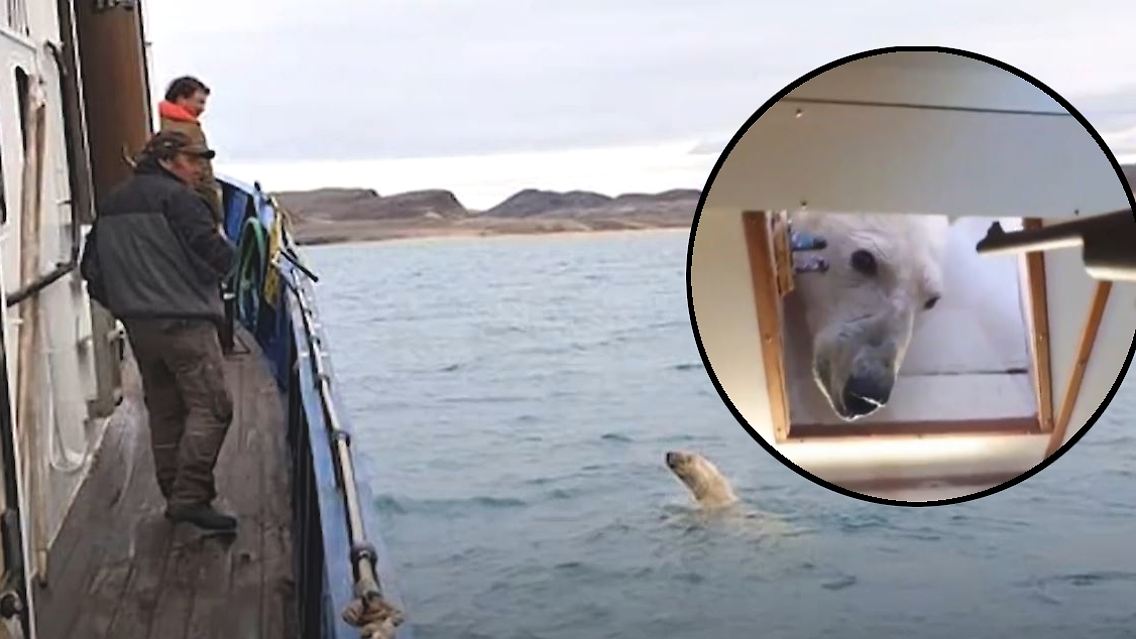 Eisbär.JPG