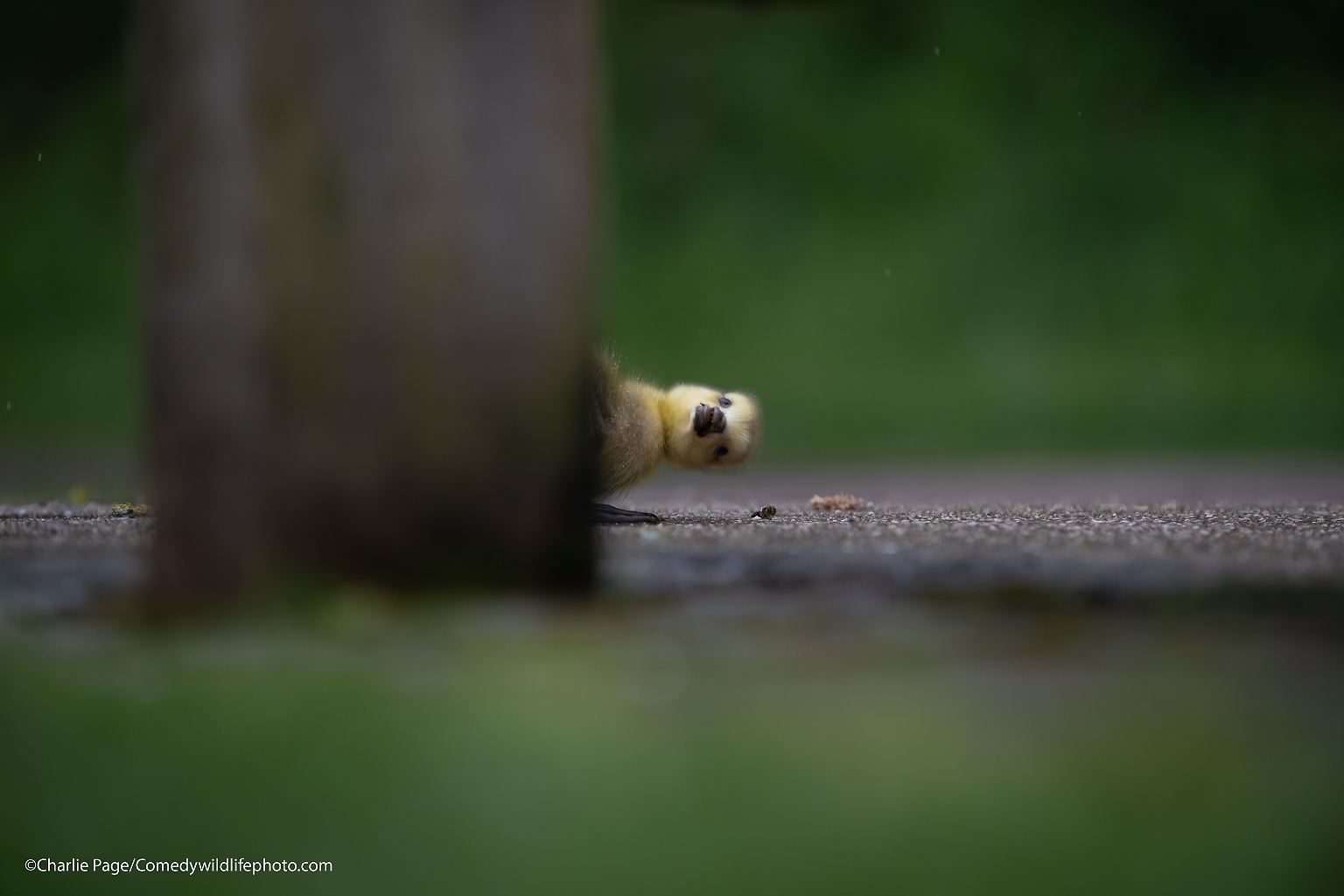 Bein "Comedy Wildlife Photography Awards" werden jedes Jahr die witzigsten und skurrilsten Tierfotos ausgezeichnet. Jetzt stehen die Gewinner für 2021 fest. Den Gesamtsieg holt sich ...