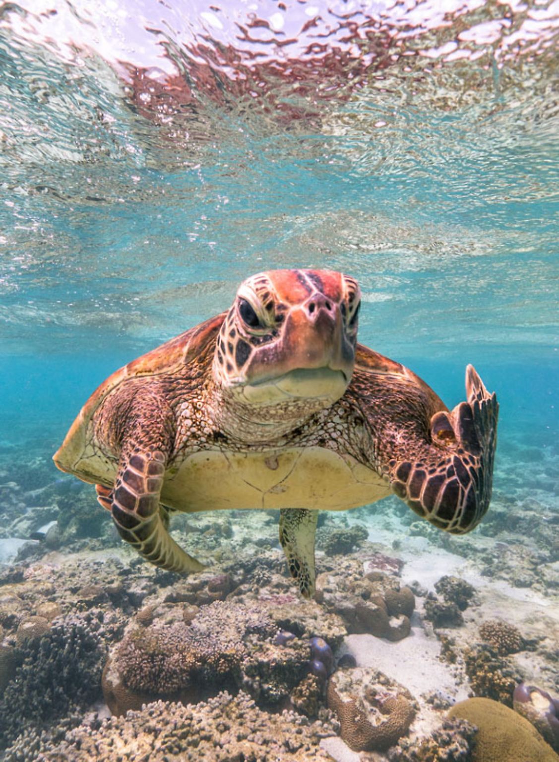 Bei den "The Comedy Wildlife Photography Awards" werden jedes Jahr die witzigsten und skurrilsten Tierfotos ausgezeichnet. Hier der Gewinner aus 2020 - in Zeiten der Pandemie irgendwie ein Symbolbild. Aber auch die Finalisten für 2021 können sich sehen lassen.