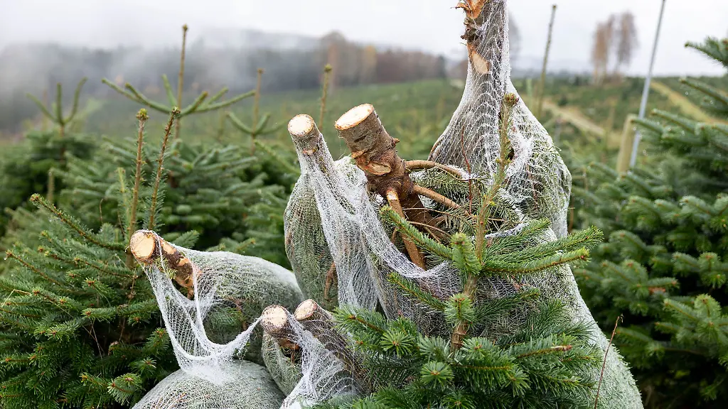 Hauptregion-fuer-den-Anbau-bayerischer-Weihnachtsbaeume-ist-der-Norden-des-Freistaats