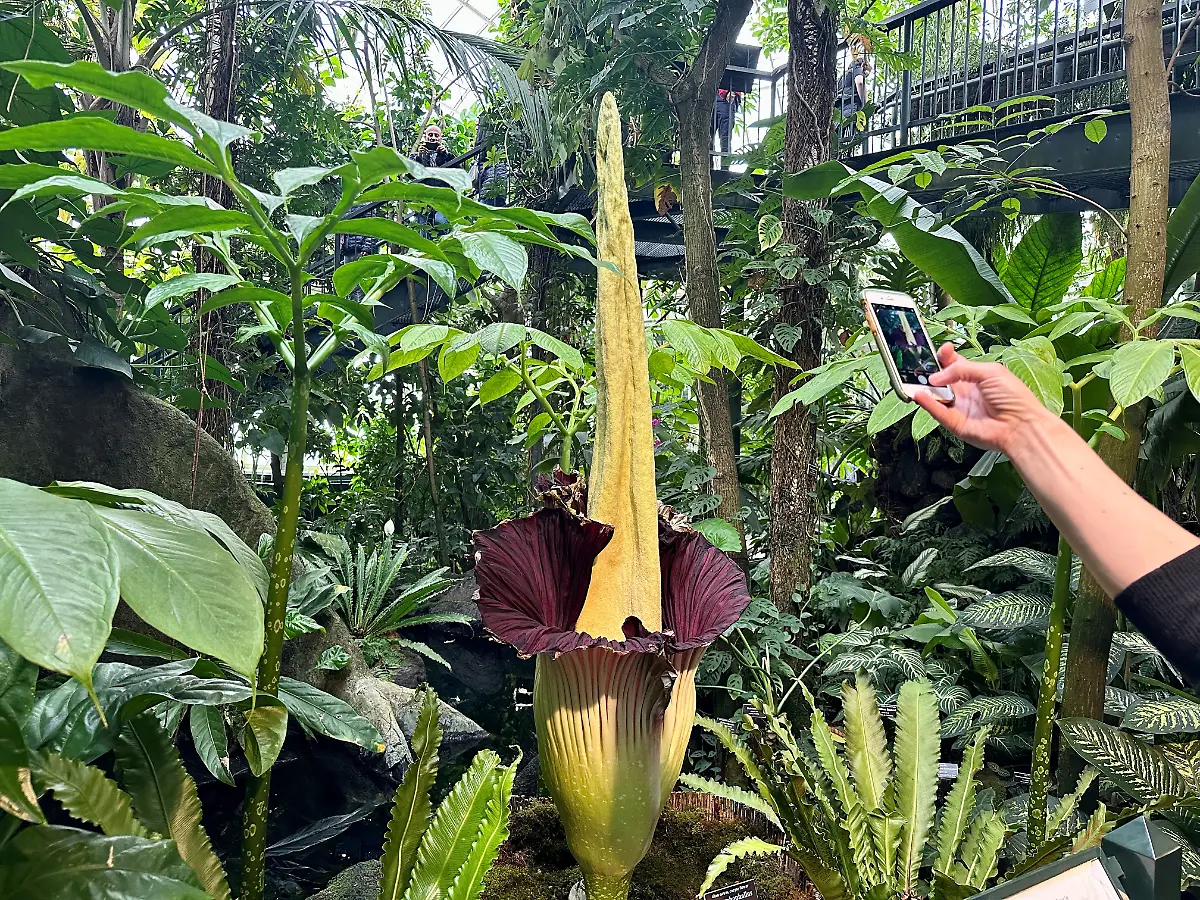 2023-04-06T121634Z-309601304-RC2K80AU8SIY-RTRMADP-3-USA-CORPSE-FLOWER-NEW-YORK