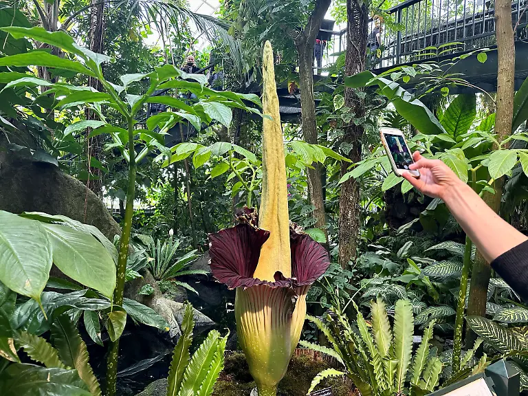 2023-04-06T121634Z-309601304-RC2K80AU8SIY-RTRMADP-3-USA-CORPSE-FLOWER-NEW-YORK