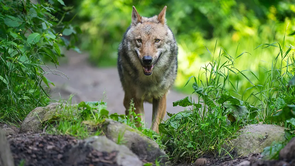 Im-Sommer-war-nach-Angaben-der-Nationalparkverwaltung-zum-ersten-Mal-ein-Wolf-auf-der-Nordseeinsel-Norderney-entdeckt-worden