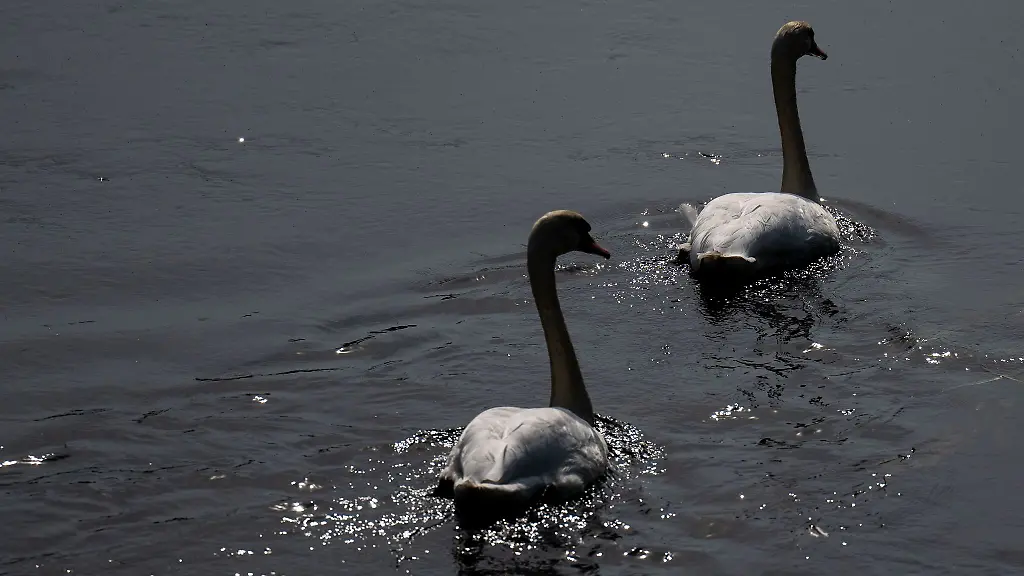 Unbekannte-haben-an-den-Lippitscher-Teichen-in-Radibor-illegal-mehrere-Schwaene-getoetet-Archivbild