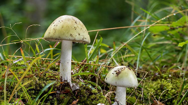Der Grüne Knollenblätterpilz wird auch von einheimischen Pilzsammlern immer wieder mit dem Champignon verwechselt. 