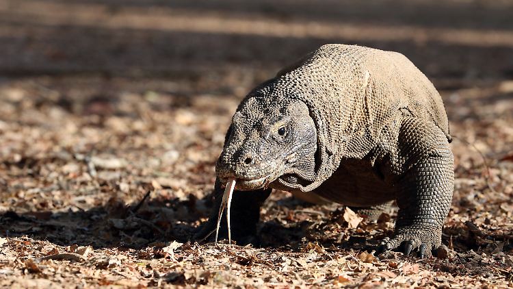 Komodowarane können bis zu drei Meter lang und 90 Kilo schwer werden.