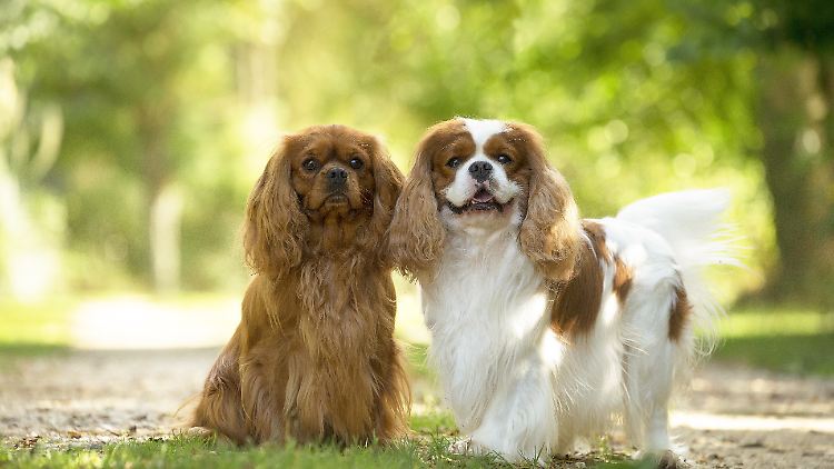 Süß, flauschig und krank? Der Mensch  züchtete den Cavalier King Charles Spaniel über Jahrhunderte nach seinen Vorstellungen. 