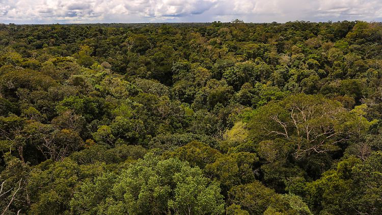 Verheerende Brände und Abholzungen zerstören das Amazonas-Gebiet immer stärker.