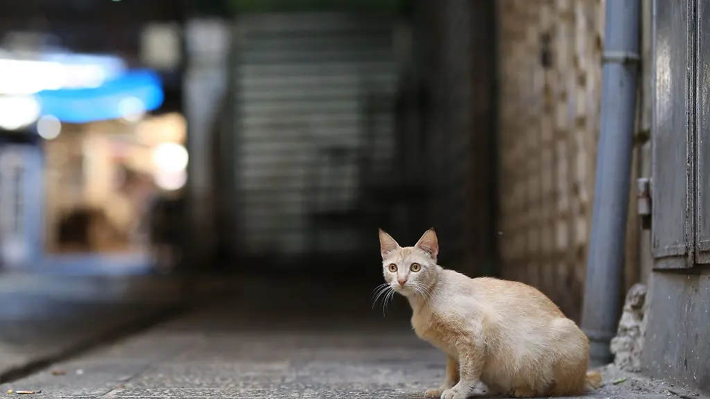 Wild-lebende-Hauskatzen-leben-oft-deutlich-kuerzer-als-Hauskatzen-bei-Menschen