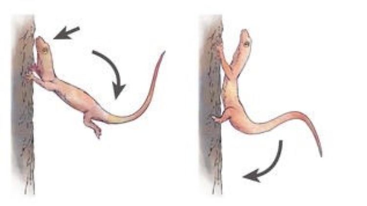 Die Landetechnik eines Geckos.