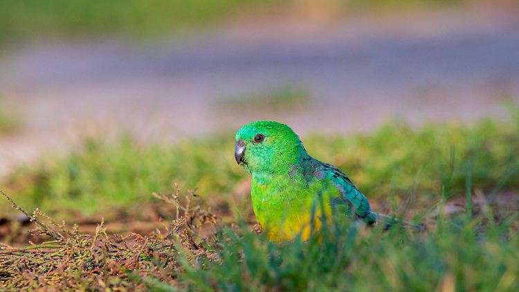 Der Singsittich ist eine der Arten, bei denen als Reaktion auf den Klimawandel eine Vergrößerung des Schnabels festgestellt wurde.