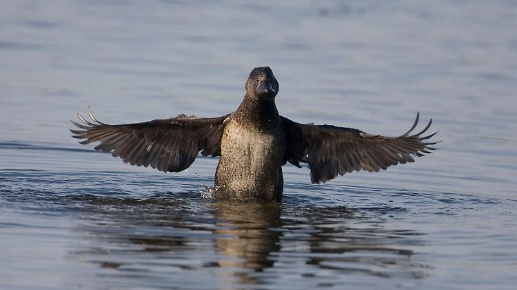 Die Moschusenten sind in Australien beheimatet.