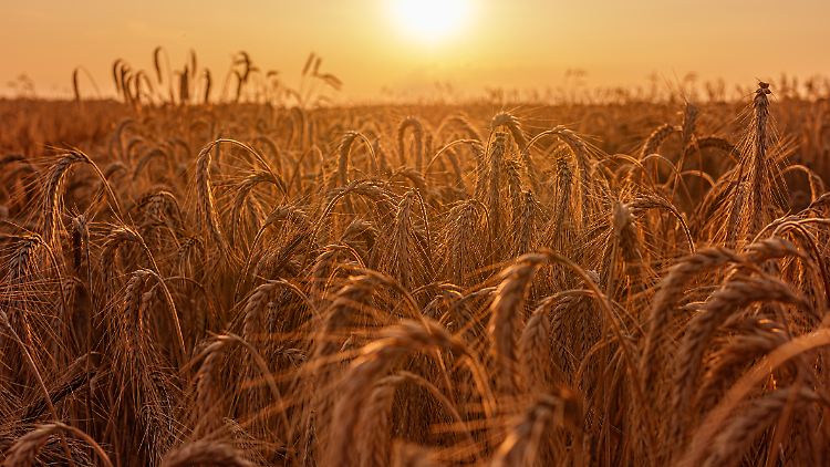 In der Landwirtschaft wird künftig der Einsatz von Glyphosat unmittelbar vor der Ernte generell verboten.