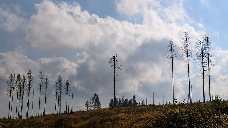 Vor allem Nadelbaum-Monokulturen haben den Bedrohungen kaum etwas entgegenzusetzen.
