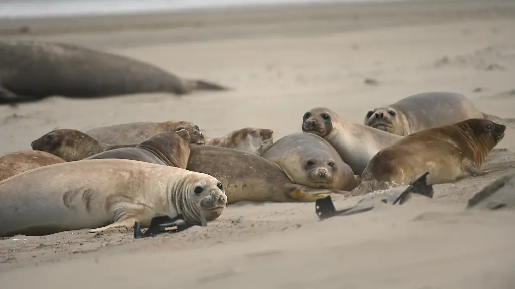 urn-binary-dpa-com-20090101-241113-935-327562-FILED