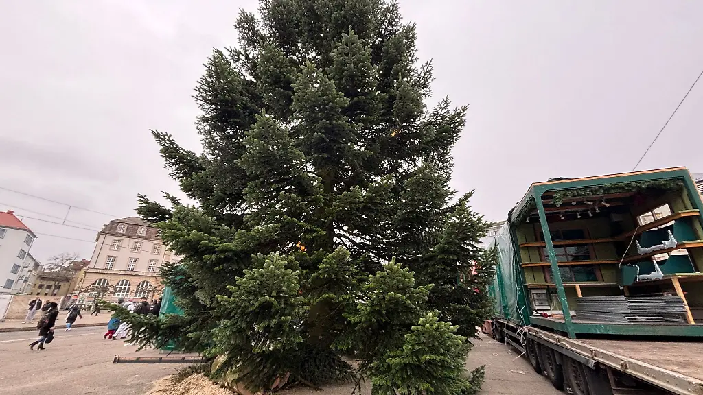 Die-Douglasie-ist-16-Meter-hoch-und-rund-6-50-Meter-breit