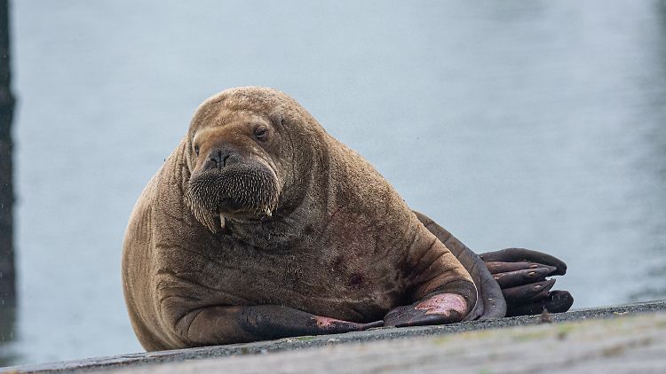 Offenbar gefällt es dem jungen Walross an der Nordsee, das am Dienstag Baltrum im niedersächsischen Wattenmeer besuchte.