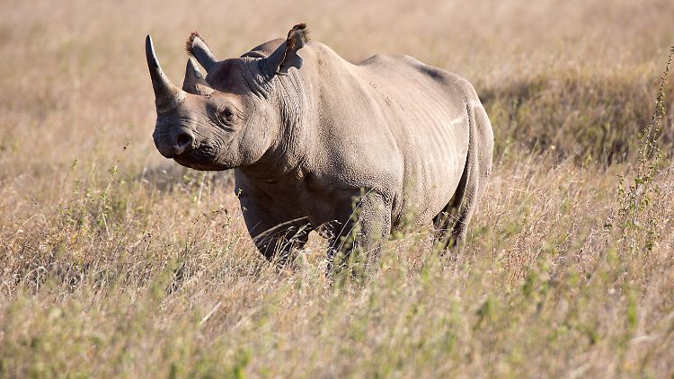Die Nashorn-Wilderei hat in Südafrika zuletzt wieder zugenommen.