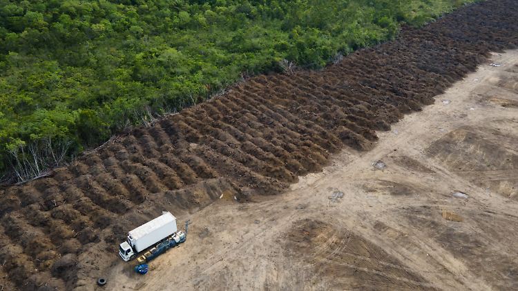 Das Amazonas-Gebiet verzeichnet die schlimmste Abholzung seit mehreren Jahren.