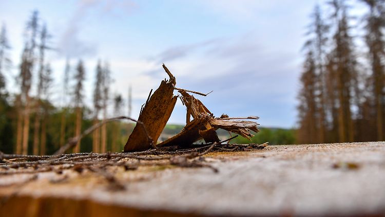 Viele Bäume sind für die Landwirtschaft gestorben. Muss die Landwirtschaft deshalb für neue Bäume weichen?