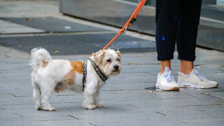 Die Preise für Hunde- und Katzenfutter sind nur
unterdurchschnittlich gestiegen.