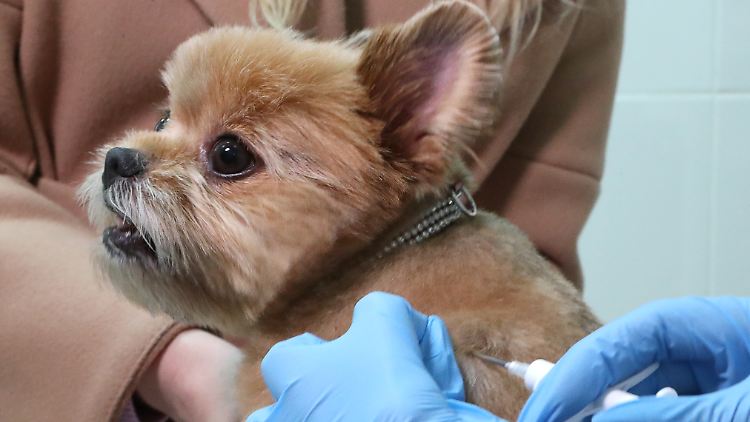 Bei den neuen Antibiotika-Regeln geht es eigentlich hauptsächlich um die industrielle Tierhaltung, aber nun gehen Hunde- und Katzenhalter sowie Tierärzte deswegen auf die Barrikaden.
