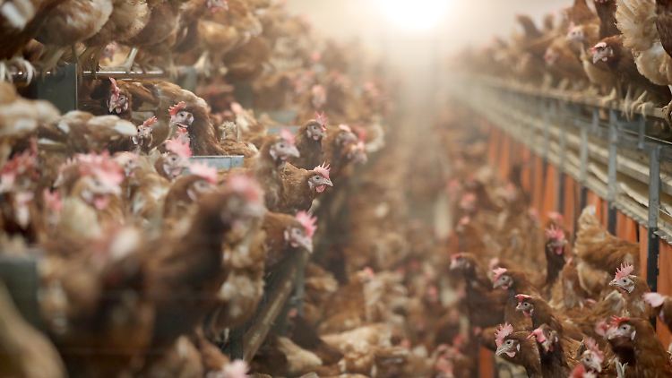 Auch in der industriellen Hühnerhaltung werden viele Antibiotika verabreicht - trotz der Gefahr von Resistenzbildungen.
