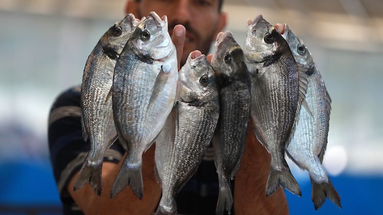 Fischen, Schalentiere, Wasserpflanzen und Algen sichern Lebensunterhalt und Einkommen von mehr als 100 Millionen Menschen und ernähren eine Milliarde.