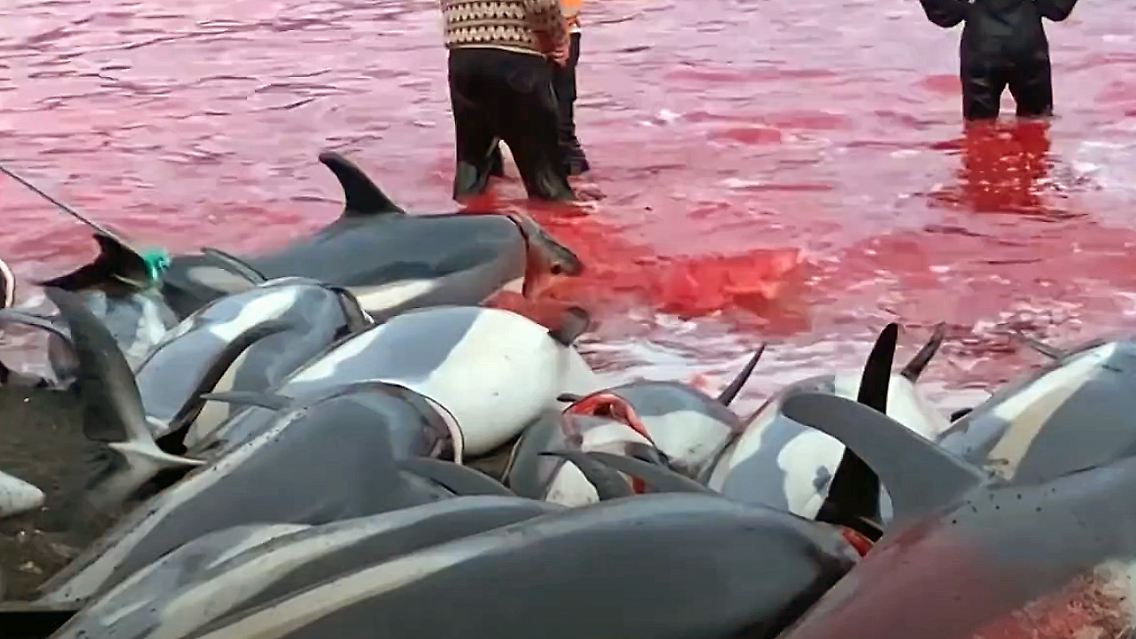 delfinjagd.jpg