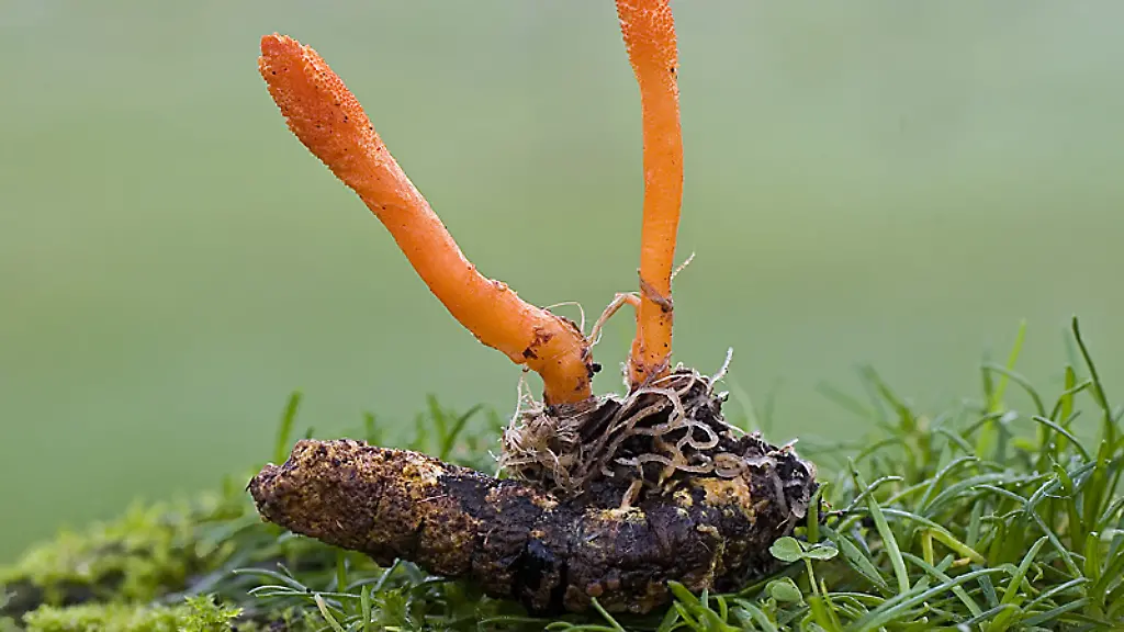2008-12-14-Cordyceps-militaris-3107128906