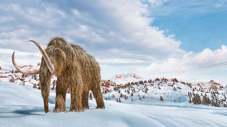 "Unser Ziel ist es, einen Elefanten zu erschaffen, der gegen Kälte geschützt ist und sich verhält wie ein Mammut - und auch so aussieht", erklärte Harvard-Professor Church.