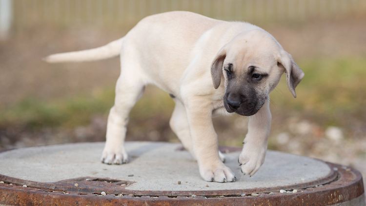 Kangals sind anatolische Hirtenhunde. Sie sollten nicht ohne Tollwutschutzimpfung eingeführt werden.