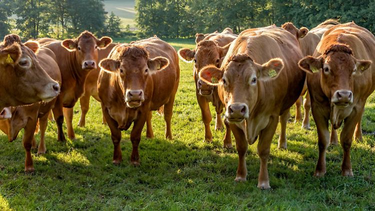 Tiere sollen weiterhin alles bekommen, was der der Medikamentenkoffer bereithält und der Arzt für notwendig erachtet.