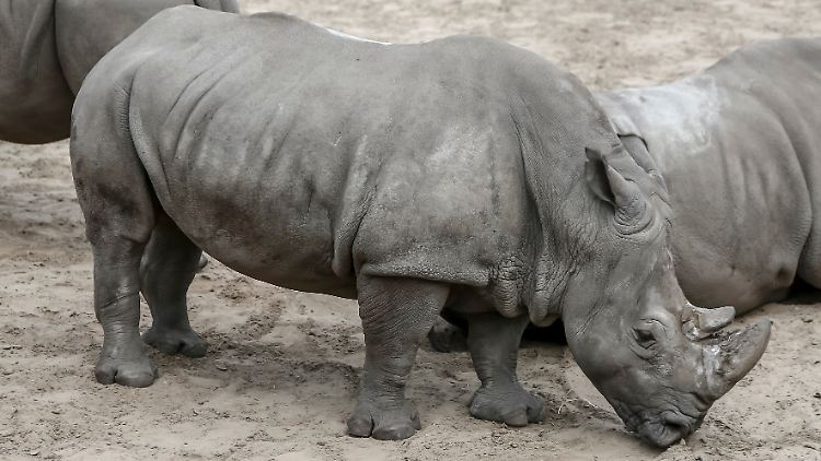 Die Aufnahme aus dem Juli 2020 zeigt die Nashornherde im Zoo von Emmen.