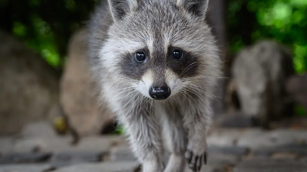 Wegen-eines-Waschbaers-kam-es-in-Ossling-zu-einem-Auffahrunfall-Symbolbild