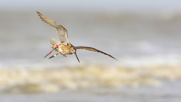 Pechvogel: Dieselbe Pfuhlschnepfe hatte bereits im vergangenen Jahr mit starken Winden zu kämpfen, sie machte damals eine Zwischenlandung. (im Bild: Pfuhlschnepfe über der Nordsee)