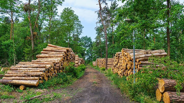 Die steigenden Materialpreise etwa bei Holz gehen auf teurere Rohstoffe durch eine stark steigende Nachfrage aus China und den USA zurück.