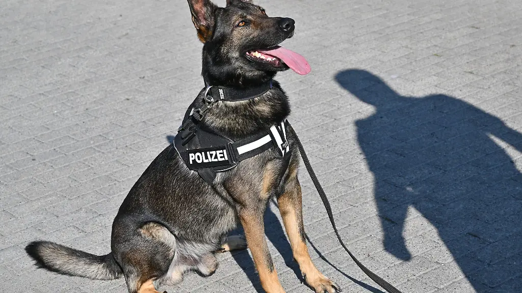 Eine-Faehrtenhuendin-hat-einen-vermissten-Patienten-aus-der-Klinik-Ueckermuende-in-einem-Wald-liegend-aufgespuert