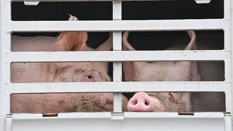 Seit 2014 essen die Deutschen immer weniger Schweinefleisch pro Kopf.