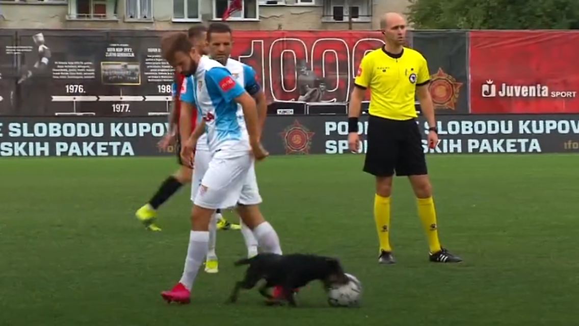hund.PNG