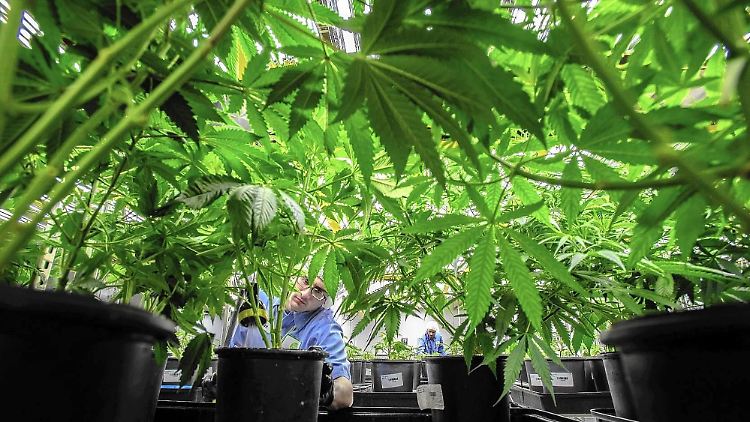Bald könnte Cannabis nicht nur für medizinische Zwecke in Deutschland legal sein.