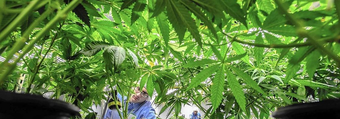 Bald könnte Cannabis nicht nur für medizinische Zwecke in Deutschland legal sein.