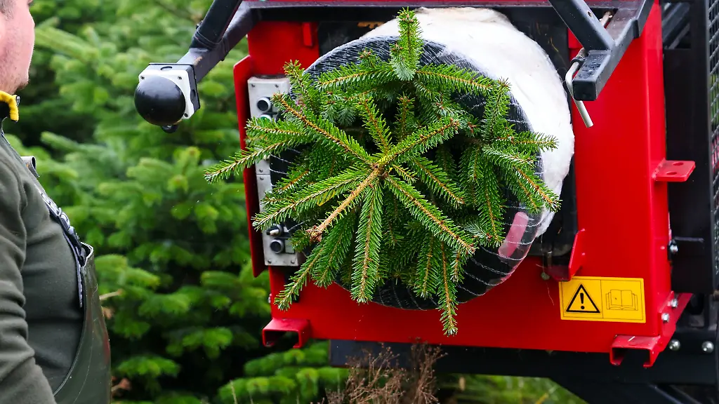 Verbraucher-muessen-in-diesem-Jahr-etwas-mehr-Geld-fuer-einen-Weihnachtsbaum-zahlen