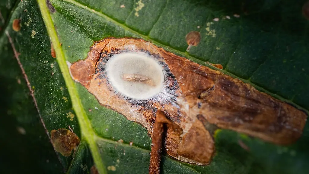 Die-Miniermotte-bedroht-besonders-weissbluehende-Kastanienbaeume