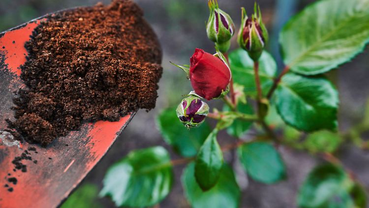 Rosen mögen Kaffeesatz - andere Pflanzen nicht.