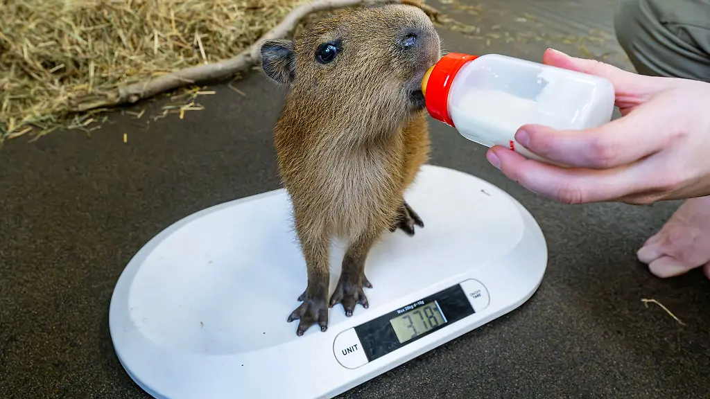 Waechst-und-gedeiht-dank-Flaschenaufzucht-Das-Capybara-Jungtier-Juna-verlor-bei-der-Geburt-seine-Mutter