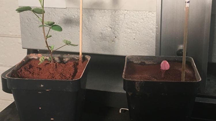 Einmal mit Knöllchenbakterien im Mars-Regolith (l.), einmal ohne: Die Wachstumsunterschiede von Klee sind enorm.